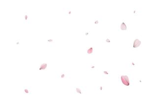 Sakura petals holiday background. Holiday vector