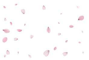 Sakura petals backdrop. Holiday cherry vector