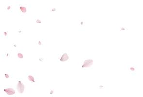 Sakura petals holiday background. Cherry vector