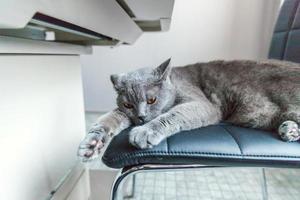 British cat sleeping on black modern chair indoor at home photo