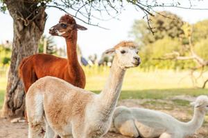 linda alpaca con cara graciosa relajándose en el rancho en verano. alpacas domésticas pastando en pastos en el fondo natural del campo de la granja ecológica. concepto de cuidado animal y agricultura ecológica foto