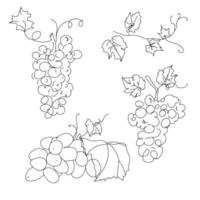 Set branches of vines of different grapes. Botany elements drawn in outline style, white background. Abstract art botanical vector background.