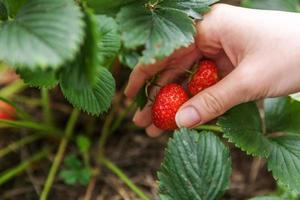 Gardening and agriculture concept. Female farm worker hand harvesting red fresh ripe organic strawberry in garden. Vegan vegetarian home grown food production. Woman picking strawberries in field. photo