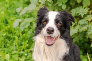 Outdoor portrait of cute smiling puppy border collie sitting on park background. Little dog with funny face in sunny summer day outdoors. Pet care and funny animals life concept. photo