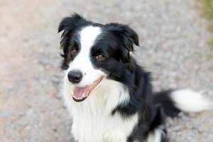 retrato al aire libre de lindo perrito border collie sonriente sentado en el fondo del parque. perrito con cara graciosa en el soleado día de verano al aire libre. cuidado de mascotas y concepto de vida de animales divertidos. foto