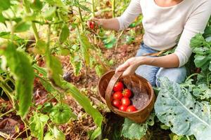 Woman farm worker hands with basket picking fresh ripe organic tomatoes photo