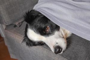 Funny puppy dog border collie lying on couch under plaid indoors. Little pet dog at home keeping warm hiding under blanket in cold fall autumn winter weather. Pet animal life Hygge mood concept. photo