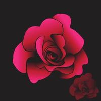 Beautiful red roses vector