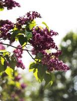 spring branch of blossoming lilac photo