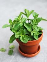 Fresh mint in a pot photo