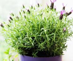 Flower pot of Spanish lavender photo