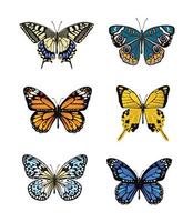 beautiful colorful butterfly collection vector