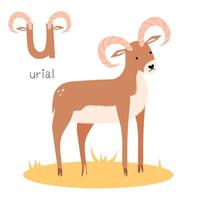 Animals alphabet. U for urial vector