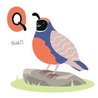 Animals alphabet. Q for quail vector