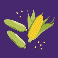 Ear of corn. Corn on the cob. Corn grain. Yellow maize. vector