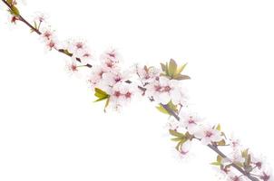 Branch with delicate white and pink flowers photo