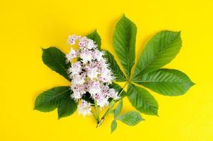 Chestnut branch with leaves and flower on bright background photo