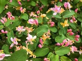 Honeysuckle bush background with pink flowers photo