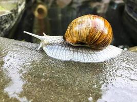 Snail crawling on sea stone. Studio Photo