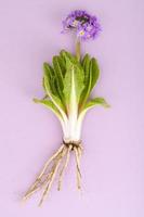 Primula plant with roots, leaves and purple flower head. photo
