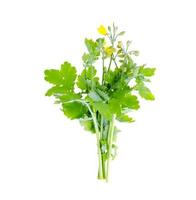 Genus of dicotyledon plants Celandine Chelidonium isolated on white background photo