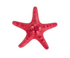 estrellas de mar rojas secas en blanco. Foto