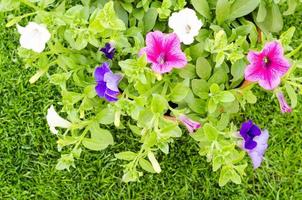 Petunias of different colors in pot. photo