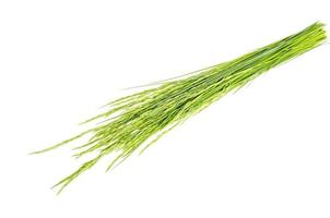 Bunch of wild green field grass isolated on white background photo