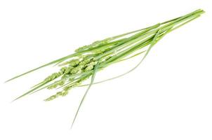 Bunch of wild green field grass isolated on white background photo