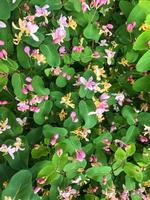Honeysuckle bush background with pink flowers photo