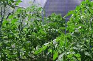 Tomato plants in greenhouse. Studio Photo