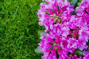 Rose blooming rhododendron bush in garden. Photo