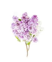 Beautiful fresh lilac flowers isolated on white background photo