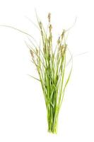 Bunch of wild green field grass isolated on white background photo