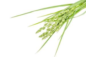 Bunch of wild green field grass isolated on white background photo