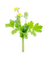 Genus of dicotyledon plants Celandine Chelidonium isolated on white background photo