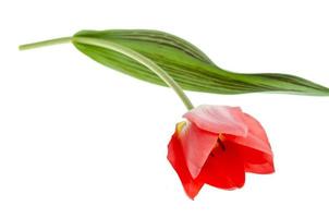 Single pink tulip isolated on white background. photo