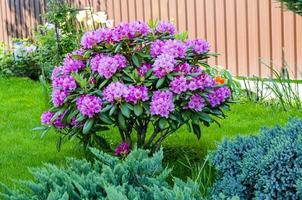 Rose blooming rhododendron bush in garden. Photo