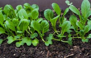 Young shoots of lettuce in garden. photo