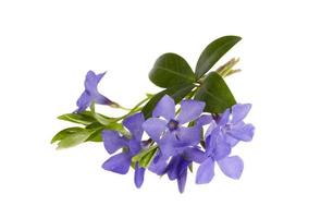 Blue flowers and leaves of vinca isolated on white background photo