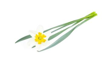 Narcissus flower with white and yellow petals. photo