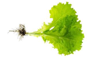 Plant fresh green lettuce with root. Photo