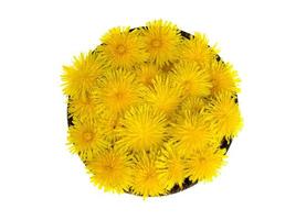 Fresh yellow dandelions in wooden bowl, top view. photo