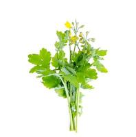 Genus of dicotyledon plants Celandine Chelidonium isolated on white background photo