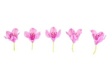 Pequeñas flores rosadas y capullos aislado sobre fondo blanco. foto