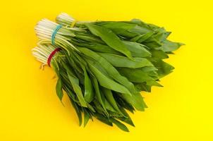 Baunch of fresh green Allium ursinum photo