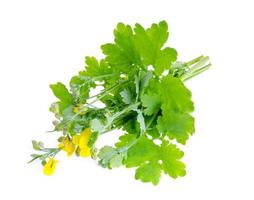 Genus of dicotyledon plants Celandine Chelidonium isolated on white background photo