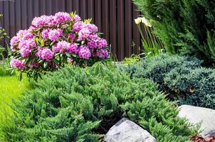 Rose blooming rhododendron bush in garden. Photo