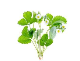 Bush flowering wild strawberry isolated on white background. photo