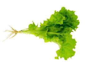 Plant fresh green lettuce with root. Photo